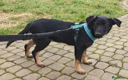 Mixed Breed dogs for adoption: ❤️Hope&Joy — two 7(8) months small sisters❤️ - Advert 18