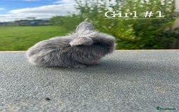 Mini Lion Lop rabbits for sale: 4 Lion Lop Kits for sale - Ready 4th November  - Image 3