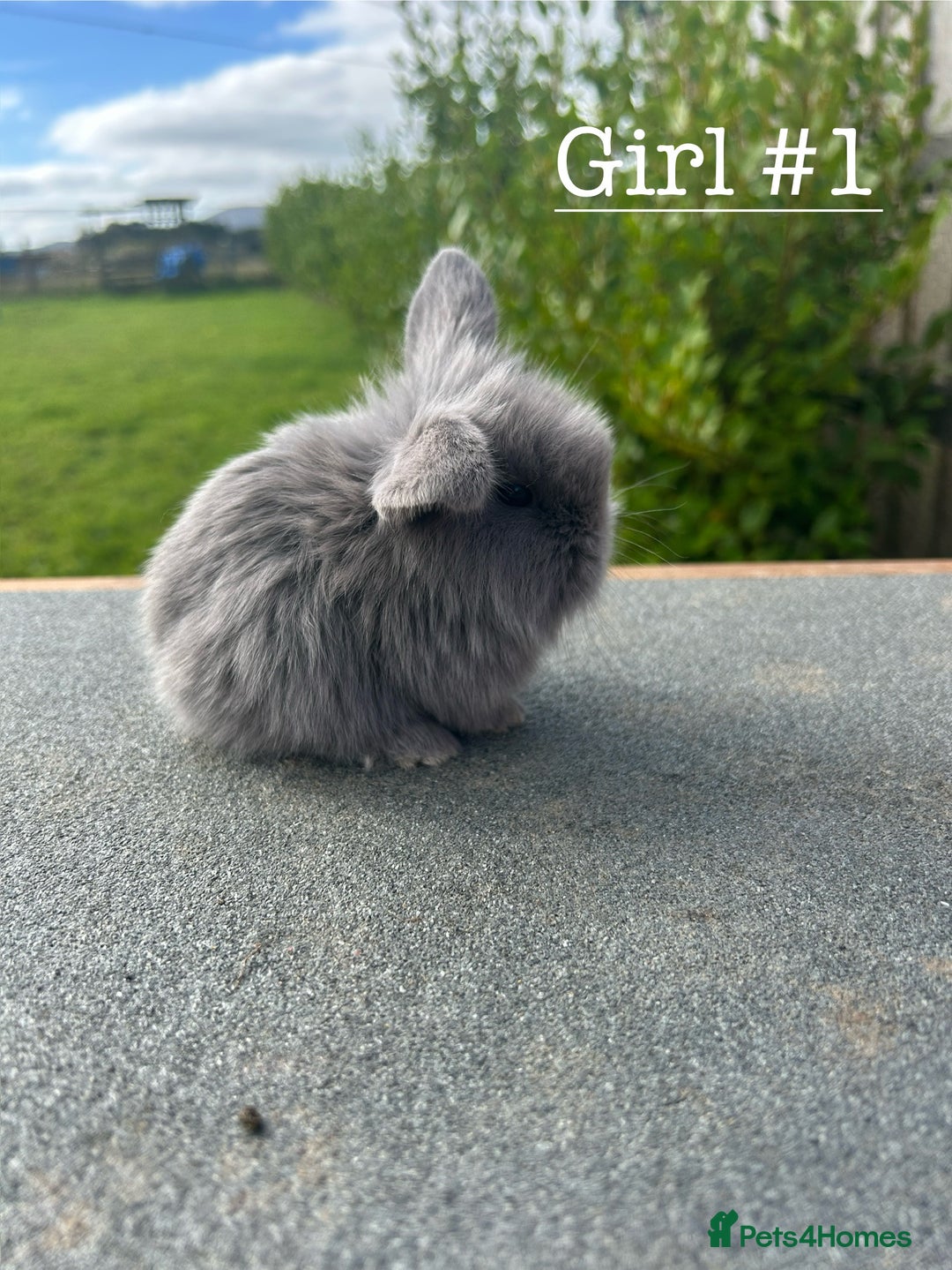 Mini Lion Lop rabbits for sale: 4 Lion Lop Kits for sale - Ready 4th November  - Image 3