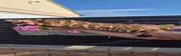Bengal cats for sale: Pure Bred Bengal Male - Advert 4