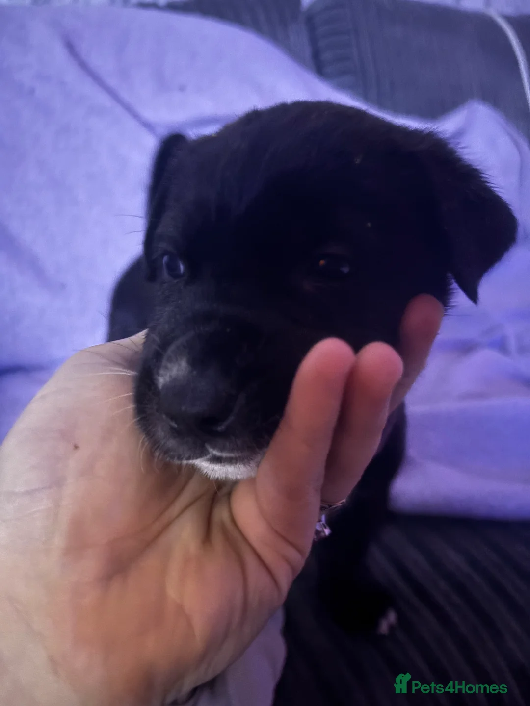 Mixed Breed dogs for sale: 10 beautiful puppies canecorso X huskyakita - Advert 11