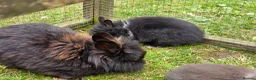 Lionhead rabbits for sale: Adorable baby purebred lionhead bunnies  - Advert 5