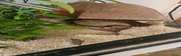 Corn Snake reptiles for sale: Adult female Cornsnake - Advert 3