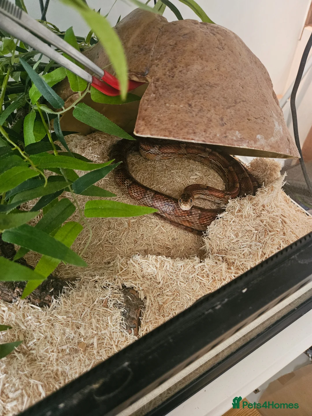 Corn Snake reptiles for sale: Adult female Cornsnake - Advert 3