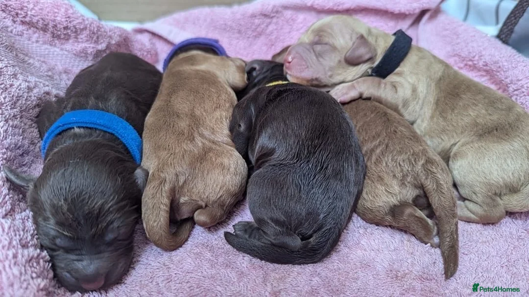 Miniature Poodle dogs for stud: Red KC registered miniature poodle - Health tested in Livingston - Advert 16