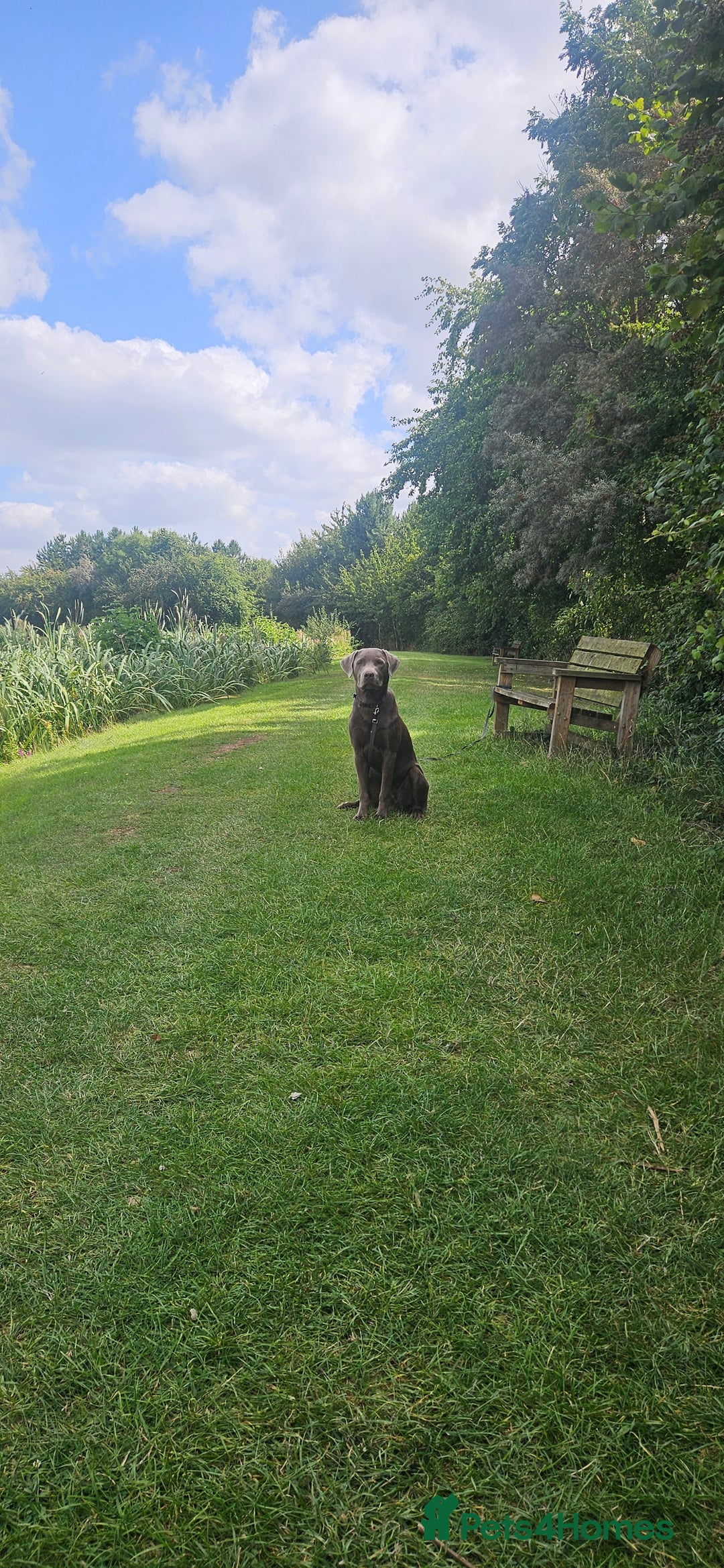 Labrador Retriever dogs for sale: Jax Silver labrador  - Image 2