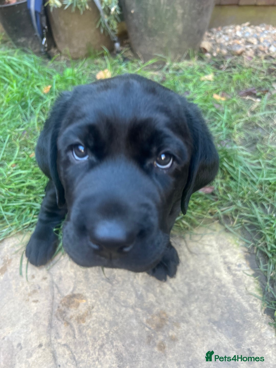 Labrador Retriever dogs for sale: Adorable, black Labrador puppy! - Image 6