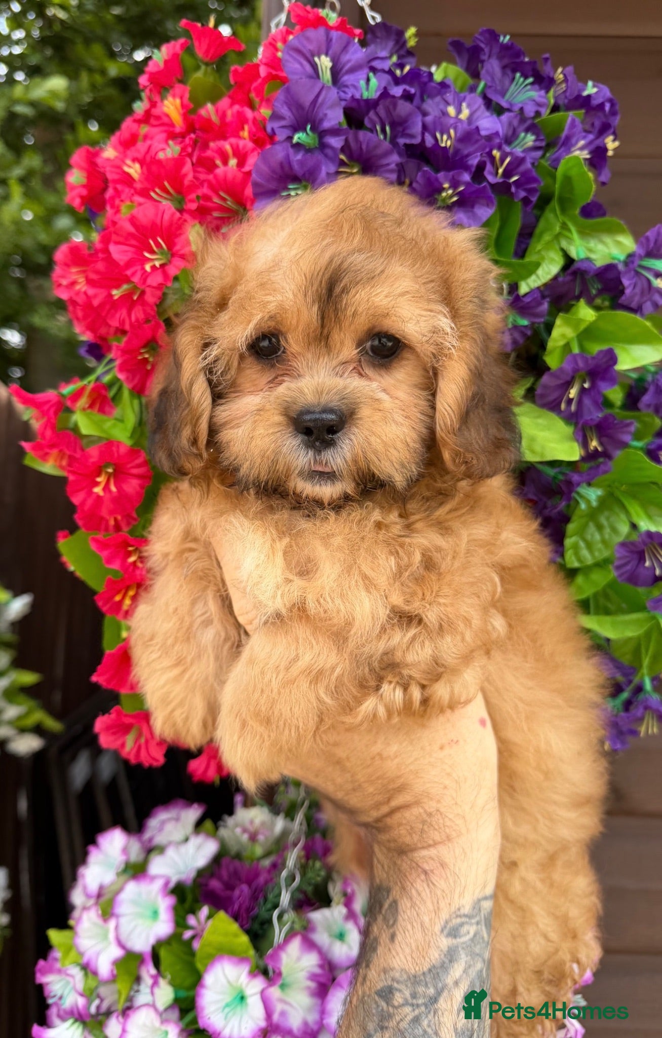 Shihpoo dogs 💜🧡💛Stunning Shihpoo Puppies Ready Now💛🧡💜 - Advert 1