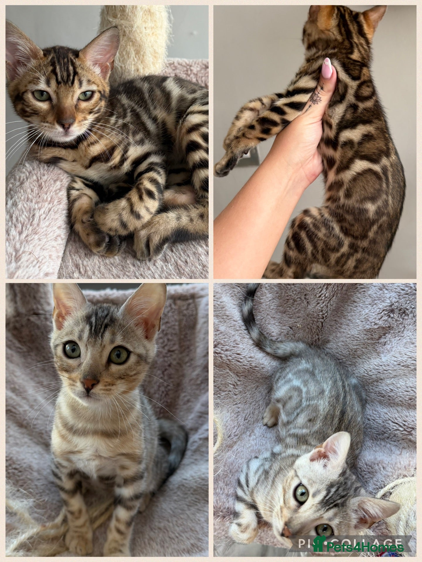 Bengal cats BENGAL KITTENS FOR SALE - Advert 1