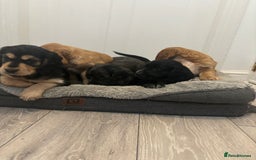 Cocker Spaniel dogs for sale: Chunky playful full Pedigree show type kc parents - Image 10