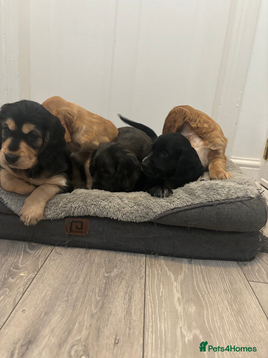 Cocker Spaniel dogs for sale: Chunky playful full Pedigree show type kc parents - Image 10