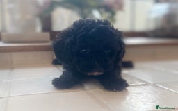 Toy Poodle dogs for sale: Two female Toy poodles available  - Image 1