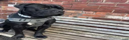 Mixed Breed dogs for sale: 9wks Cane Corso x Bullmastiff Puppies - Advert 8