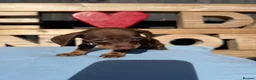 Dachshund dogs for sale: Dutch hound Puppies in Orpington - Advert 16