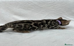 Bengal cats for sale: ❤️ GORGEOUS PURE BENGAL KITTENS ❤️ - Image 24