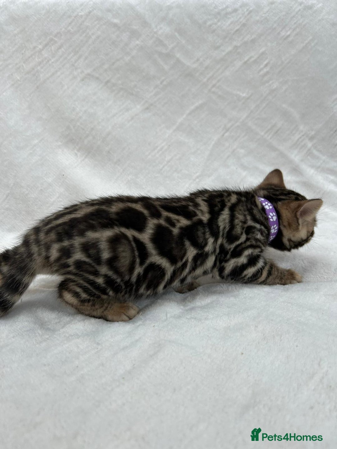 Bengal cats for sale: ❤️ GORGEOUS PURE BENGAL KITTENS ❤️ - Image 24
