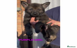German Shepherd dogs for sale: Czech line German shepherds  - Image 4