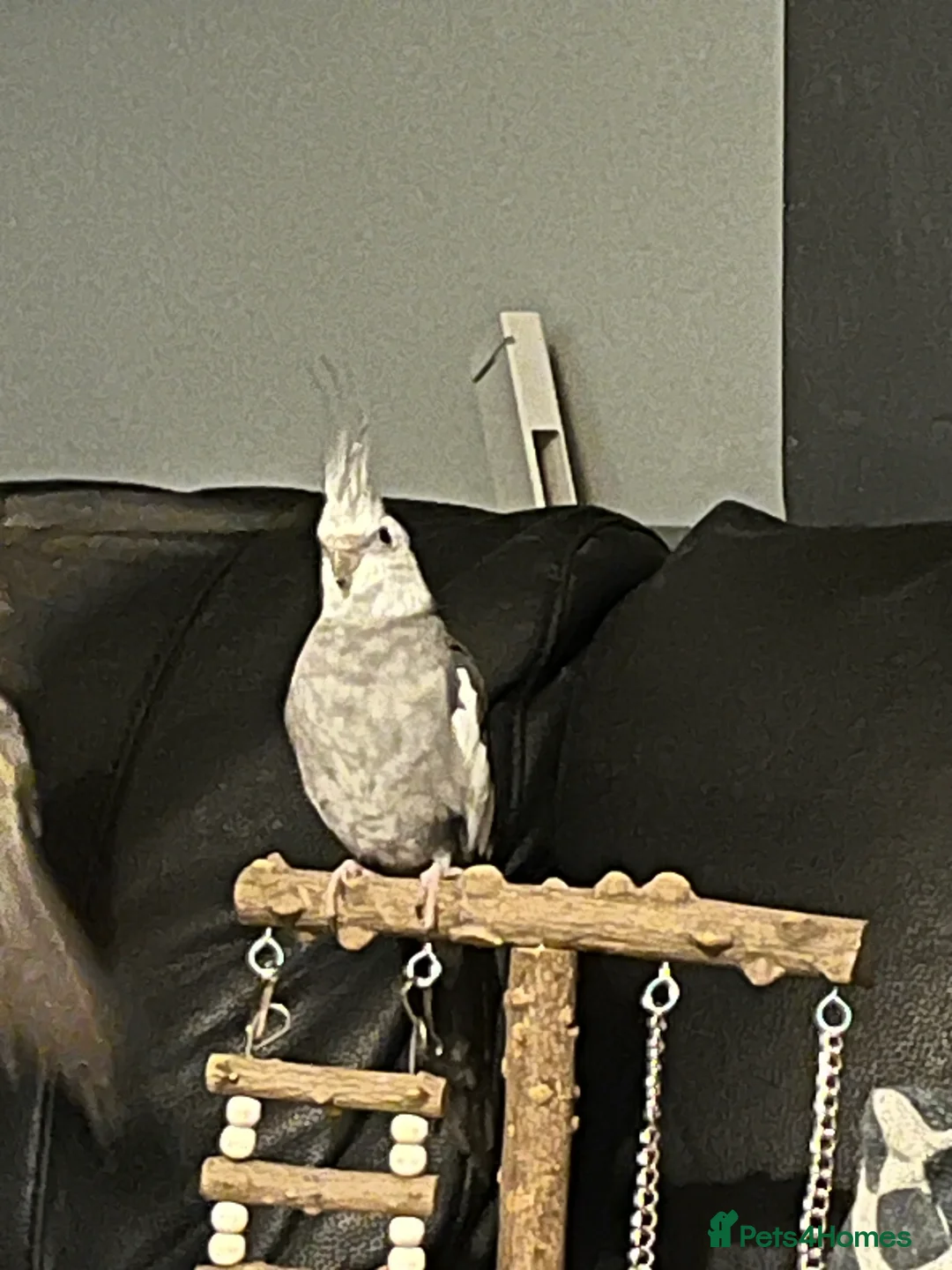 Cockatiels birds for sale: 2 beautiful cockatiels - Advert 8