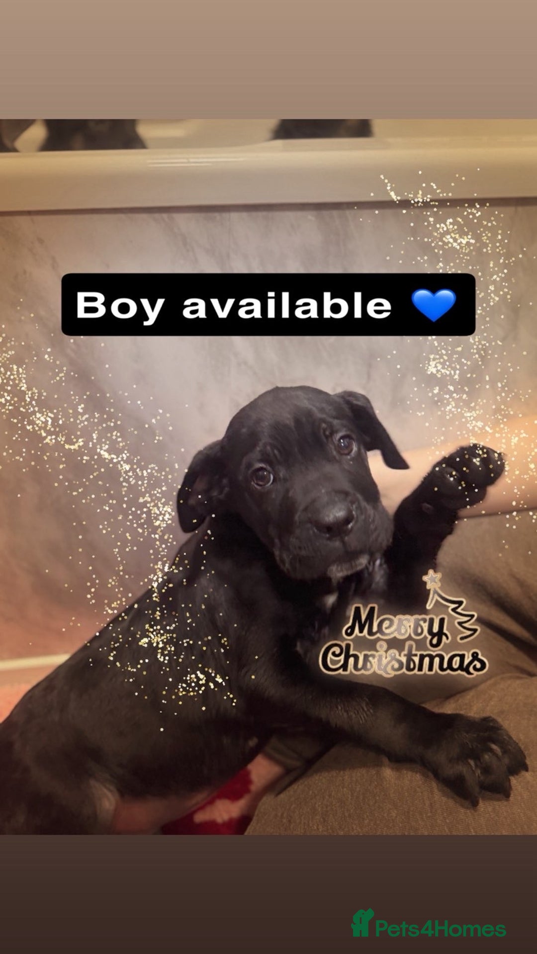 Cane Corso dogs for sale: Cane corso puppies - Advert 2