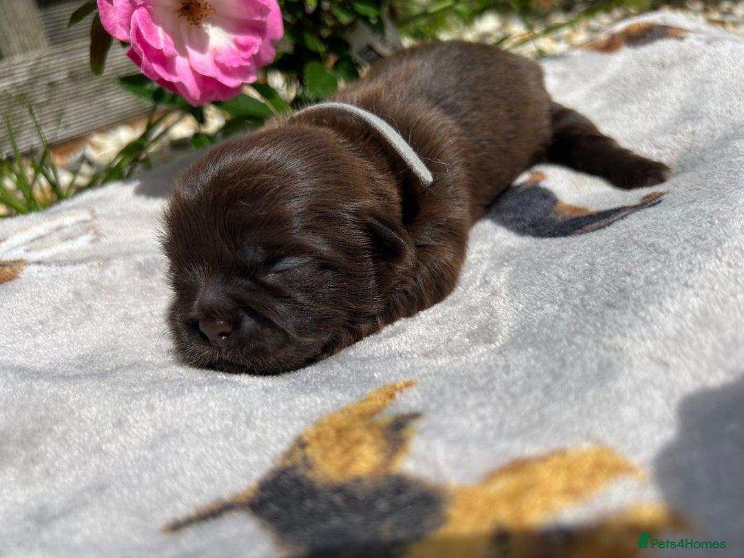 Shih Tzu dogs for sale: KC reg, 2 left! Potential blondes in Tamworth - Image 26