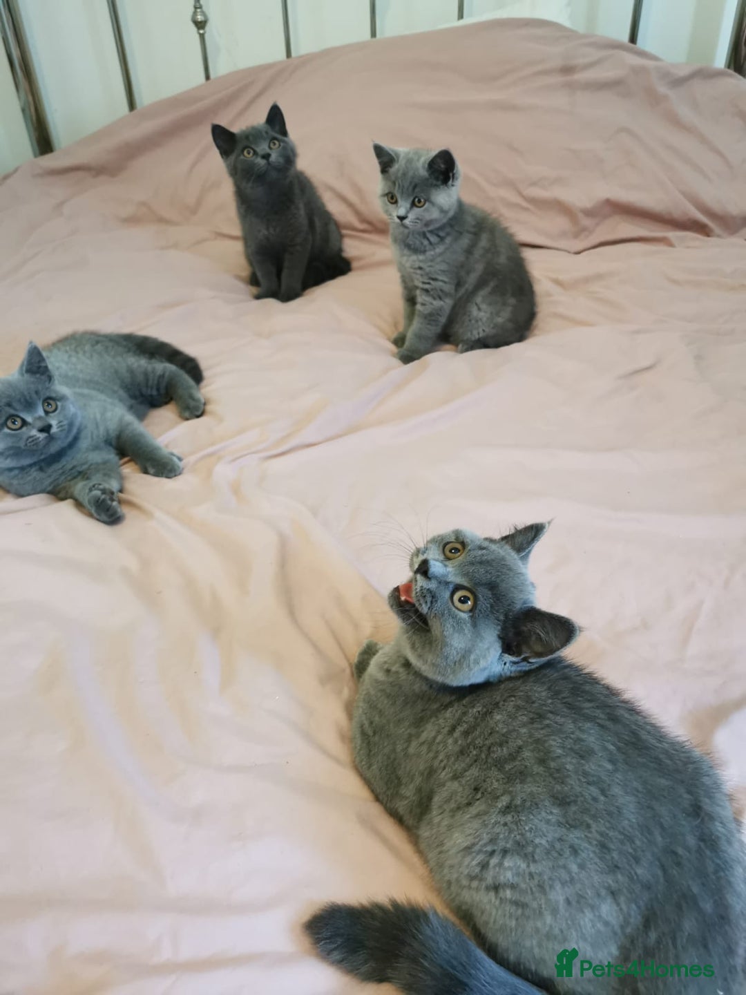 British Shorthair cats for sale: REDUCED LAST 4 REMAINING! TICA BRITISH SHORTHAIRS - Image 19
