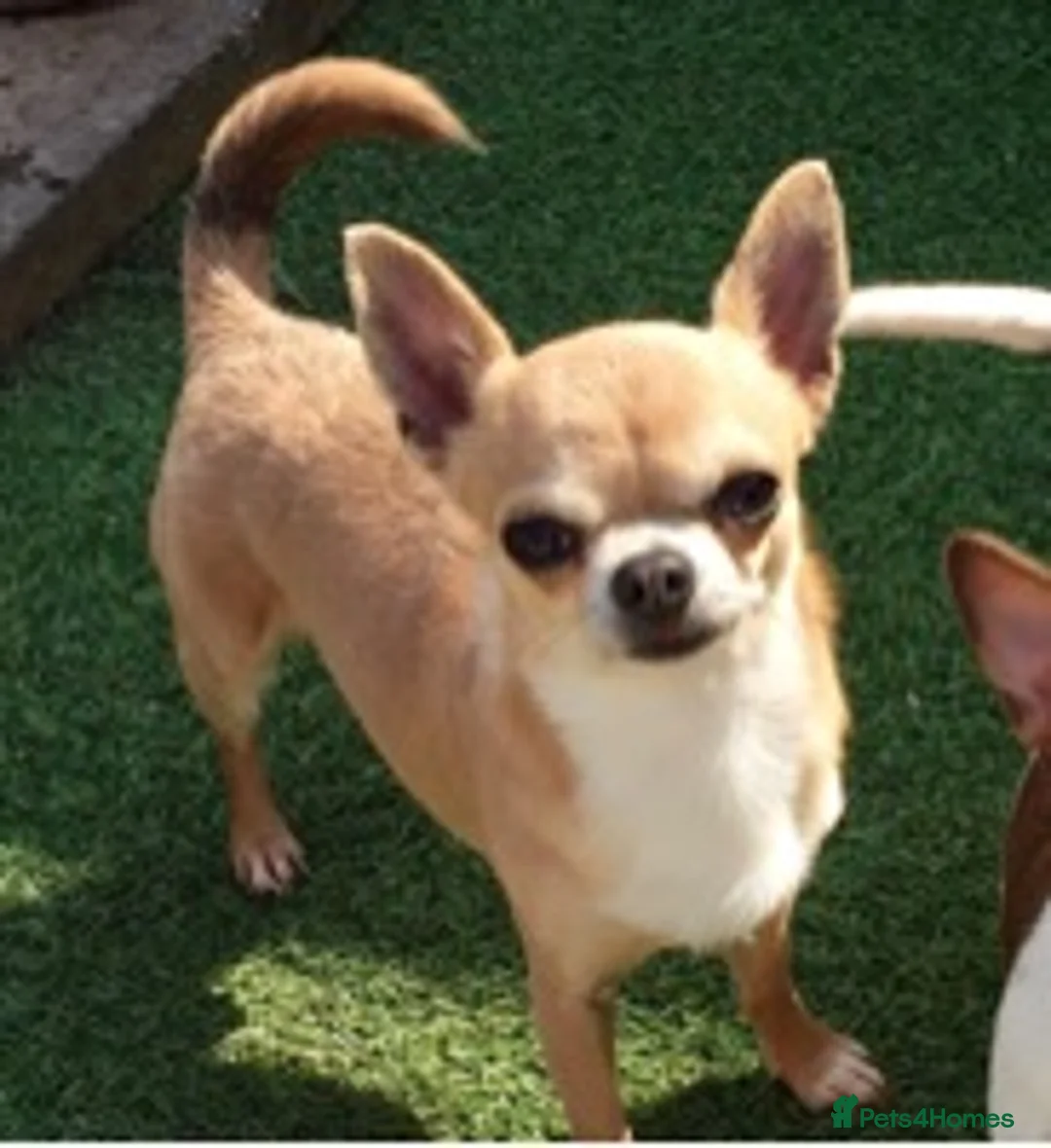 Chihuahua dogs for stud: KC BOYS LILAC, CHOCOLATE , BLUE , BOYS AVAILABLE. in Mansfield - Advert 9