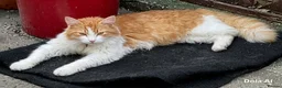 Norwegian Forest Cat cats for sale: Gorgeous Norwegian forest x kittens - Advert 1
