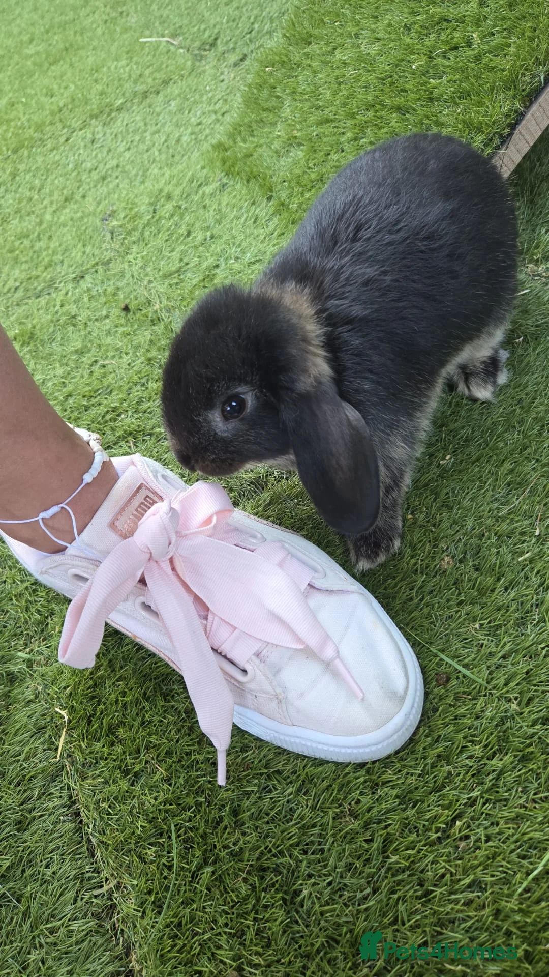 Mini Lop rabbits for sale: Two boys and two girls wait for new home in Ilkeston - Advert 2