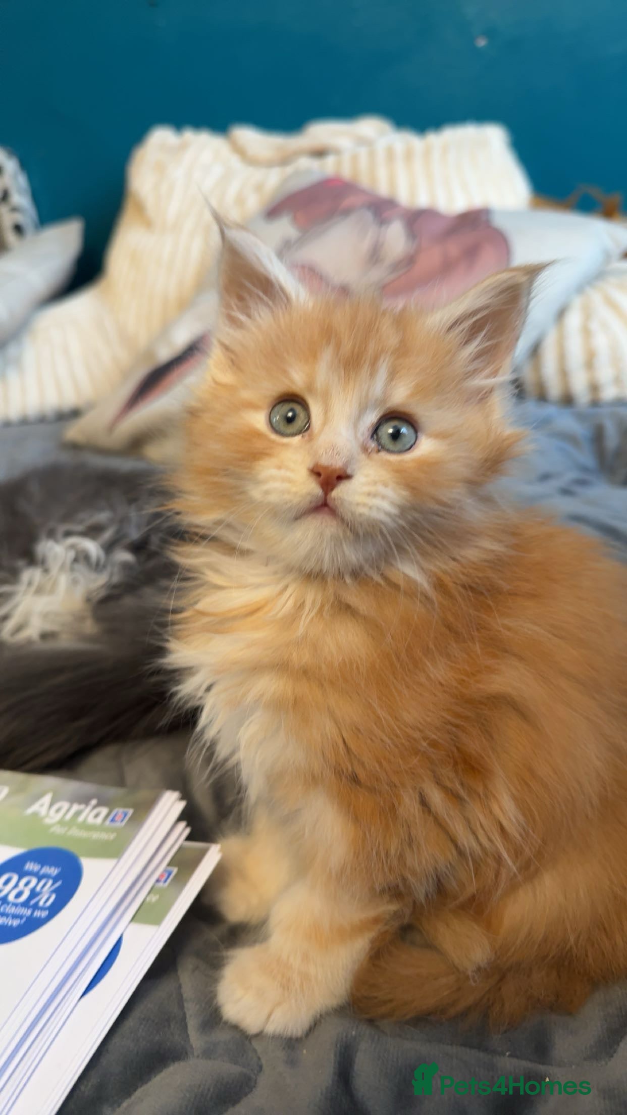 Maine Coon cats Big chunky Russian bloodline kittens - Advert 16