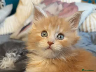 Maine Coon cats Big chunky Russian bloodline kittens - Advert 16