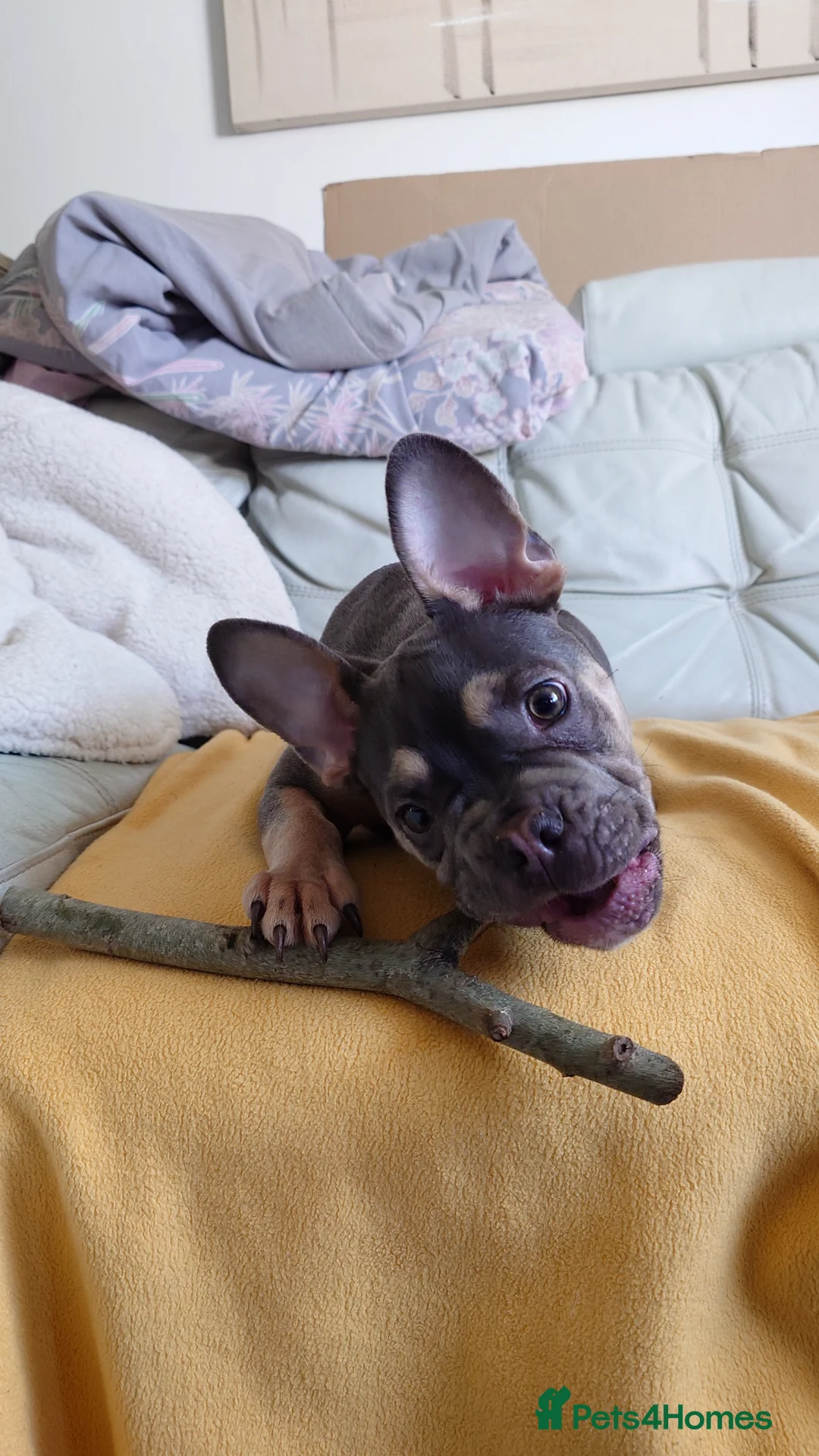 French Bulldog dogs for sale: Frenchie Hugo  in Witney - Advert 9