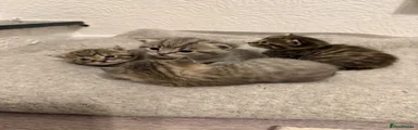 Mixed Breed Kitten 2
