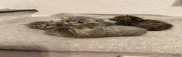 Mixed Breed cats for sale: 4 gorgeous mixed kittens 🐈‍⬛ - Advert 6