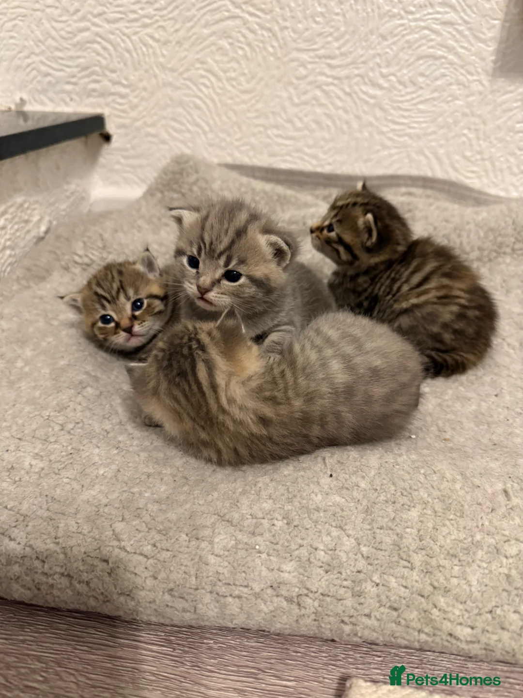 Mixed Breed cats for sale: 4 gorgeous mixed kittens 🐈‍⬛ - Advert 6
