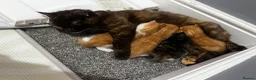 British Shorthair cats for sale: Kittens for reserve!!! - Advert 12
