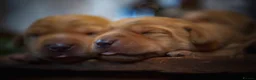 Labrador Retriever dogs for sale: Top Deep Red Quality Labrador JC Puppies KC Reg  - Advert 5