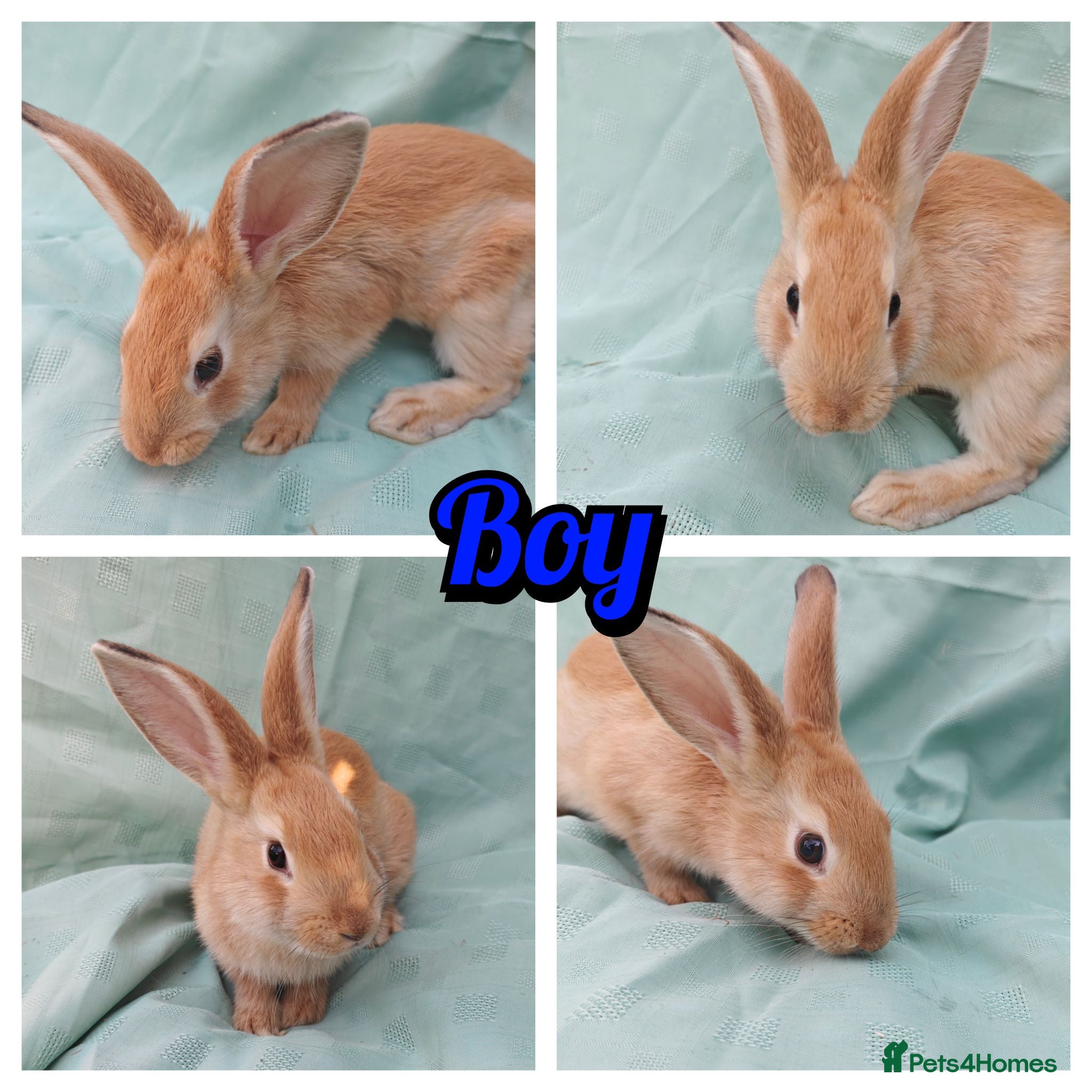 New Zealand rabbits 🐰 Baby Rabbits Ready for Their Forever Homes 🐰 - Advert 2