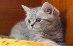 British Shorthair cats for sale: Beautiful silver spotted british shorthair kittens - Image 9