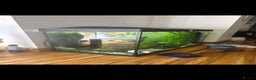 Frog reptiles for sale: 2 gorgeous fish tank frogs and a fish cleaner - Advert 7
