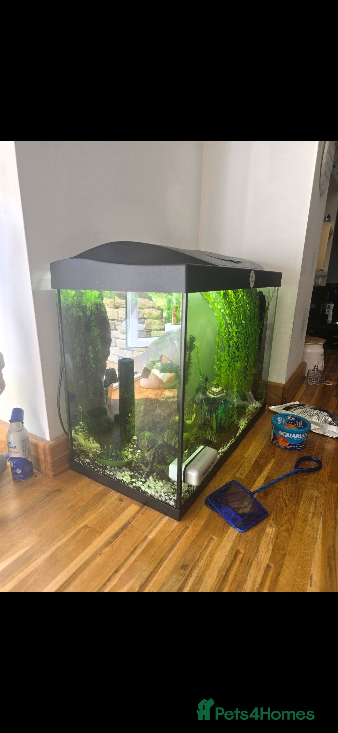 Frog reptiles for sale: 2 gorgeous fish tank frogs and a fish cleaner - Advert 7