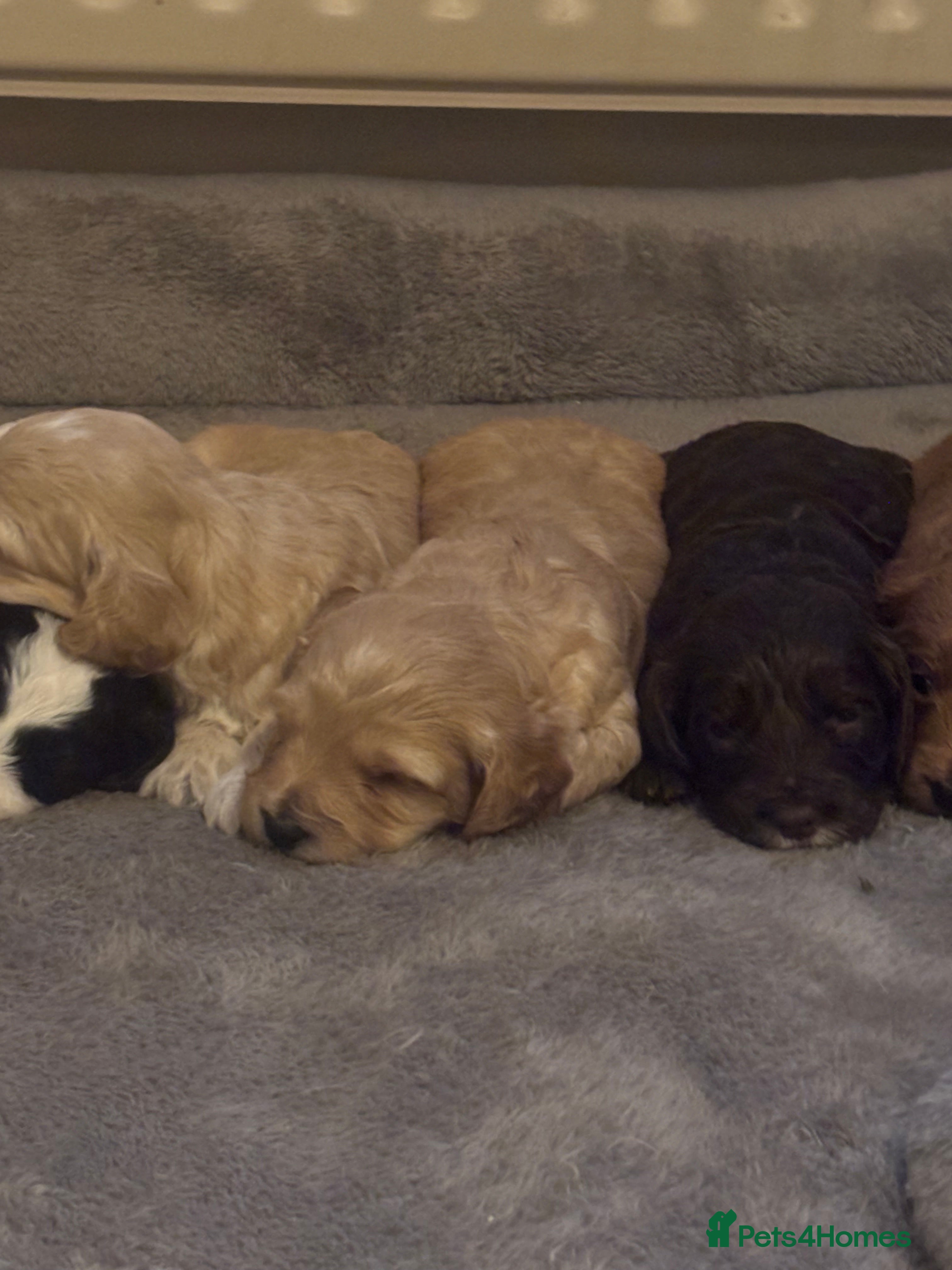 Cockapoo dogs Stunning F1 Cockapoos from H/Tested KC Parents!! - Advert 3