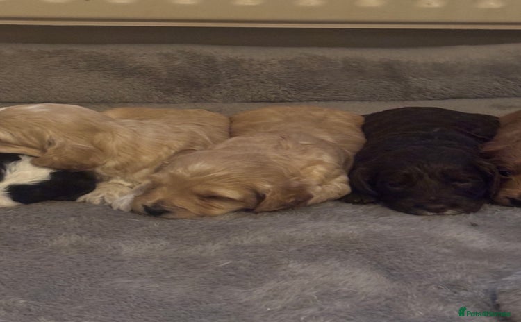 Cockapoo dogs - Advert 1