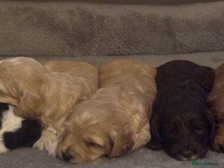 Cockapoo dogs - Advert 2