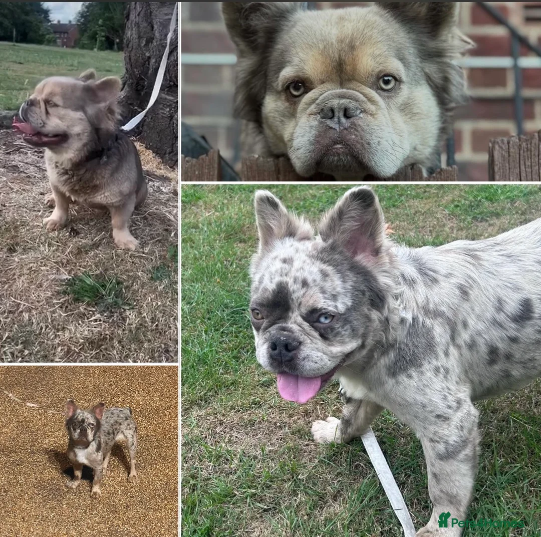 French Bulldog dogs for sale: French Bulldog Fluffy  - Advert 3