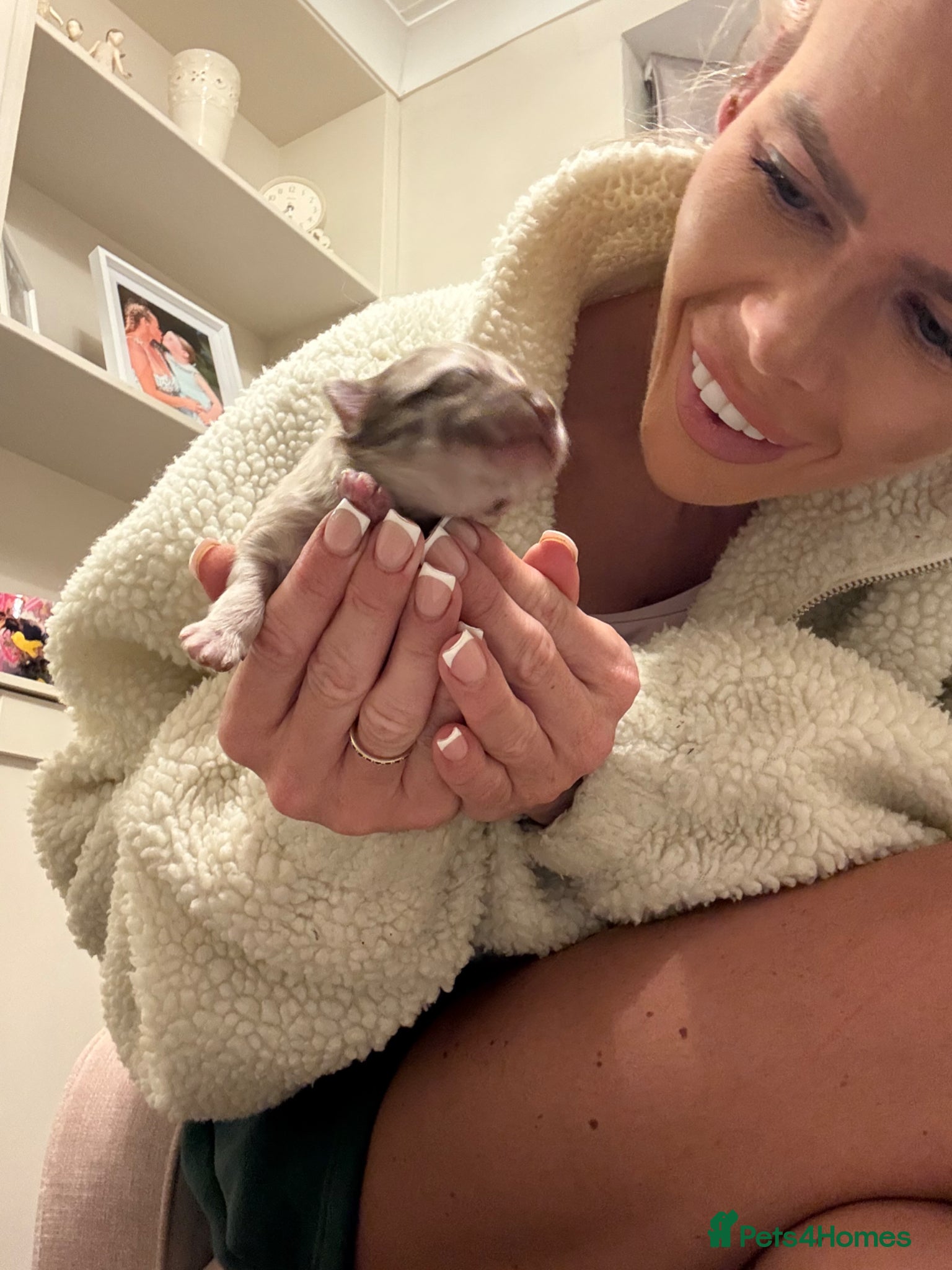 Pomeranian dogs WAITING LIST OPEN for 2 beautiful Pomeranian boys  - Advert 3