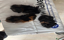 Guinea Pig rodents for sale: 8 week old and 10month old boys and girls - Image 11