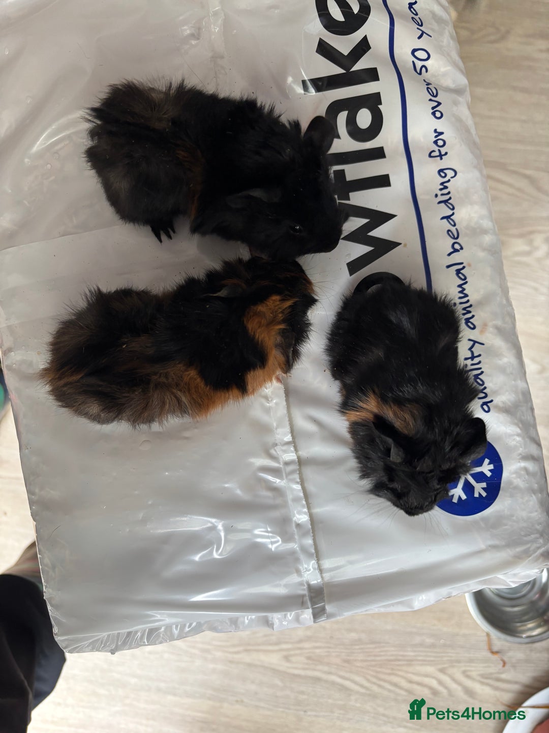 Guinea Pig rodents for sale: 8 week old and 10month old boys and girls - Image 11
