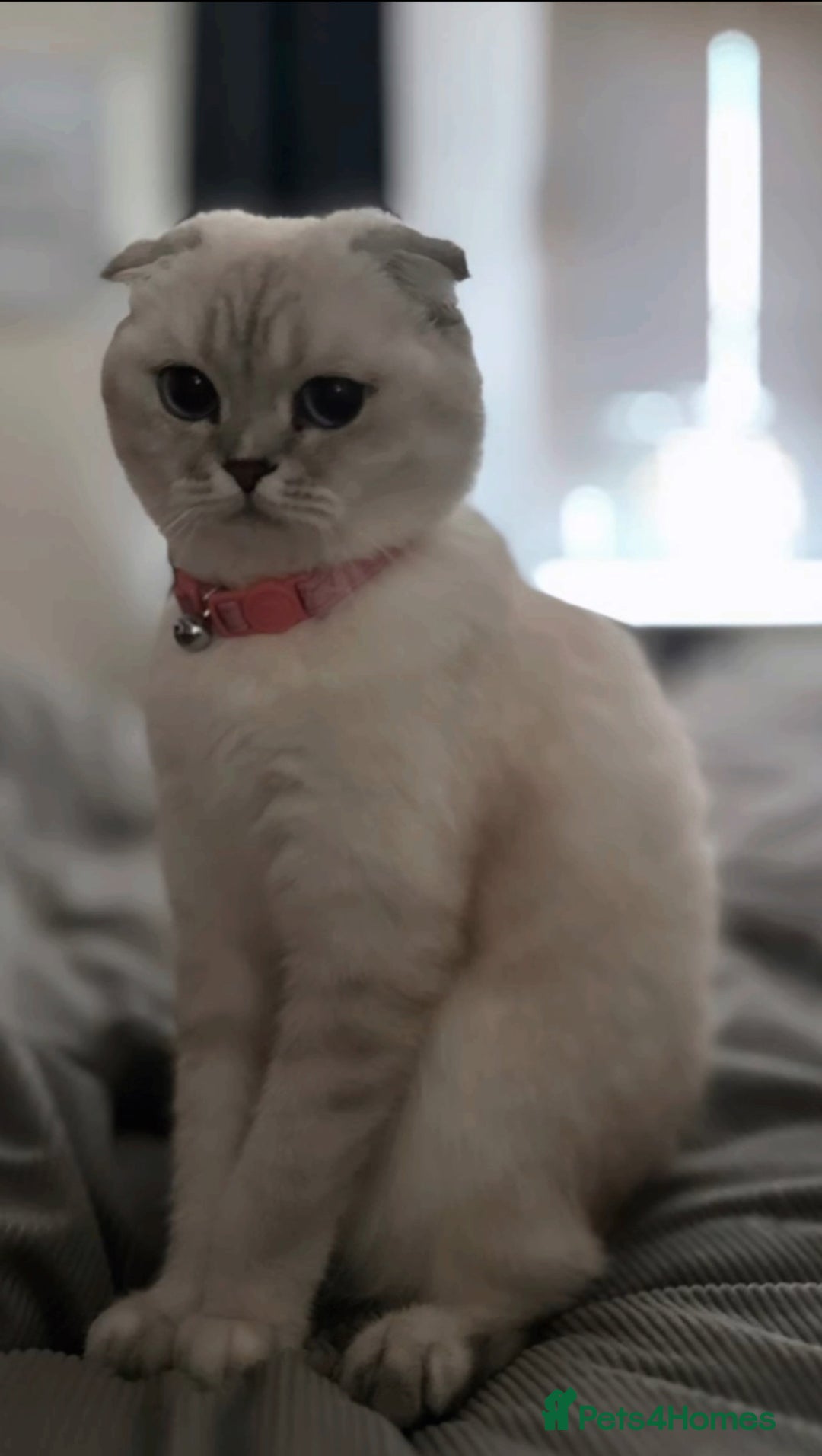Scottish Fold cats for sale: Scottish fold - Advert 7