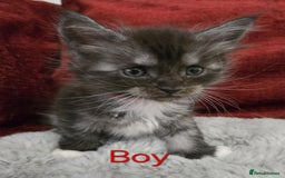 Maine Coon cats for sale: 1 Maine Coon kitten boy. - Image 16