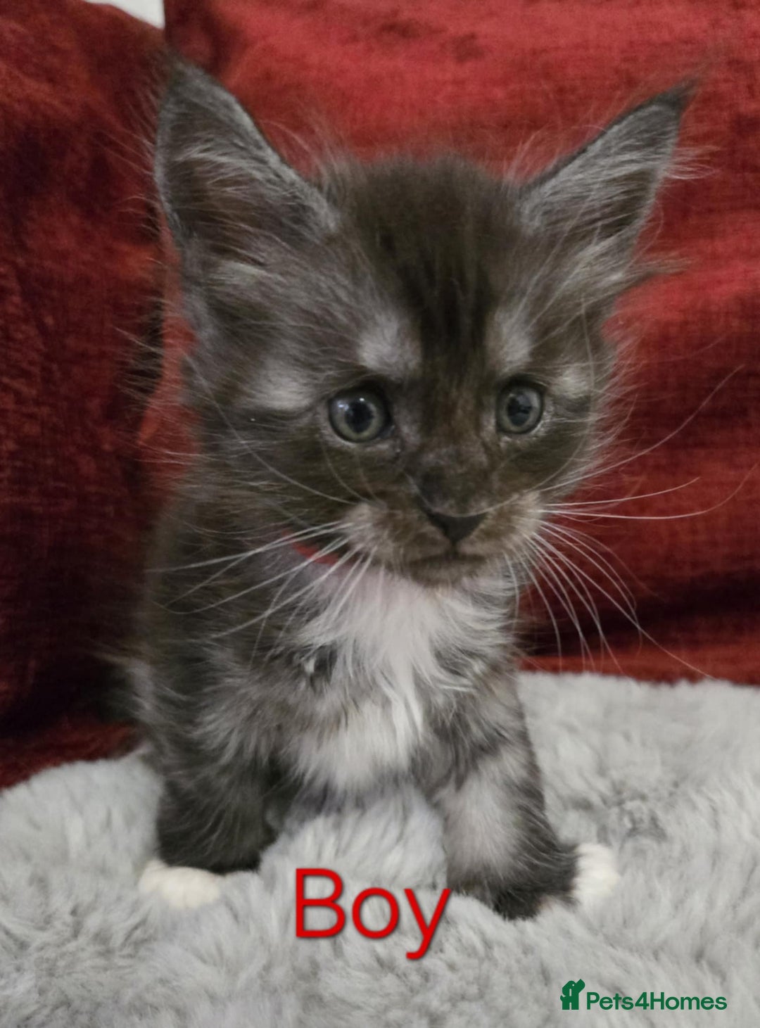 Maine Coon cats for sale: 1 Maine Coon kitten boy. - Image 16